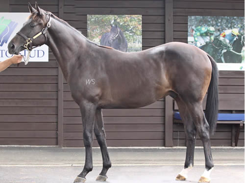 O'Reilly Colt